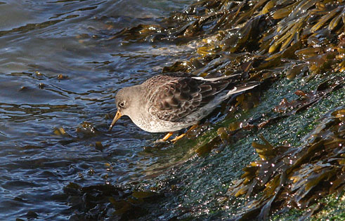 Paarsestrandloper171106A